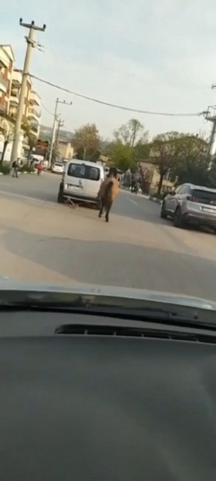 Bursa'da atını aracına bağlayıp böyle çekti