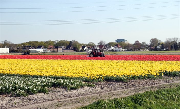Hollanda'da lale tarlaları görüntülendi