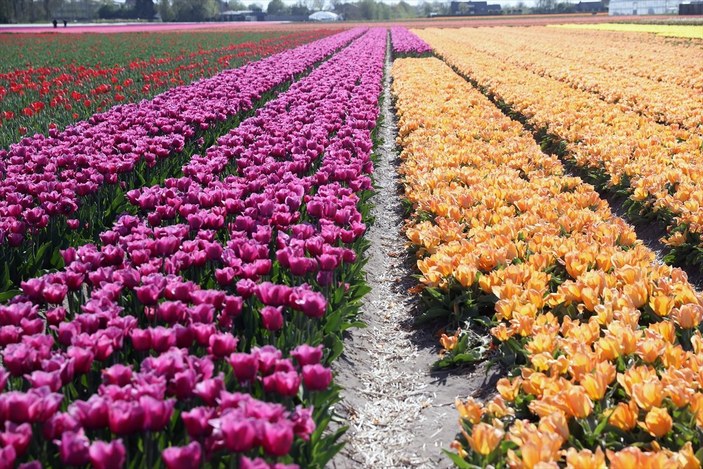 Hollanda'da lale tarlaları görüntülendi