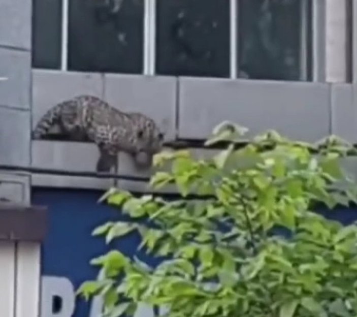 İran sokaklarına inen leopar korku saçtı