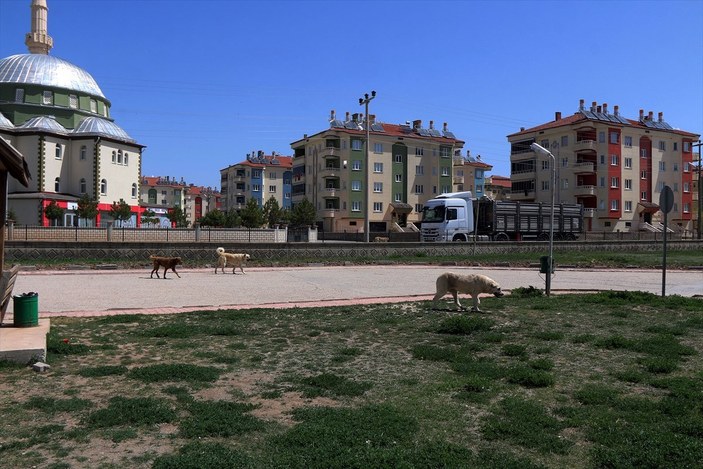 Sivas'ta sokak köpekleri minik Belinay'a saldırdı