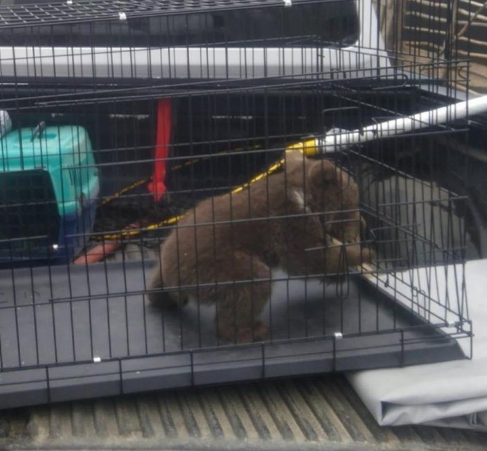 Bilecik'te bir ayı yavrusuna köpekler saldırdı