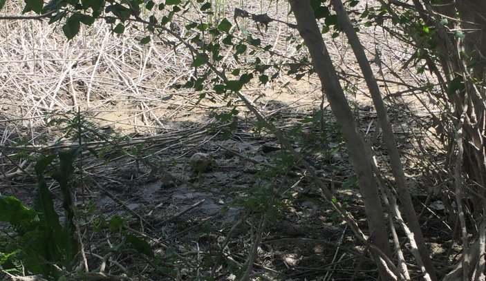 Adana’da kafatası ve insan bedeni parçaları bulundu