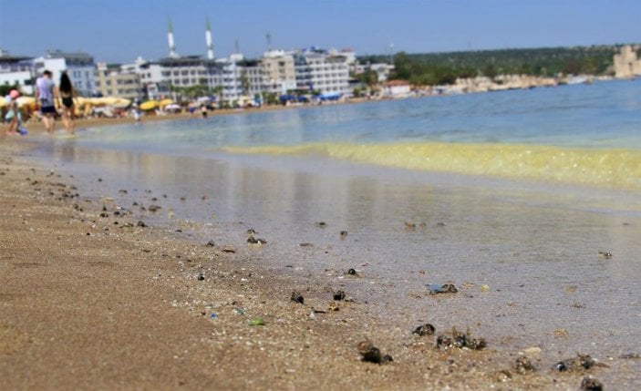 Mersin'de musilaj zannedilen polen sahili sarıya boyadı, binlerce arı telef oldu