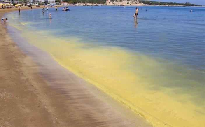 Mersin'de musilaj zannedilen polen sahili sarıya boyadı, binlerce arı telef oldu