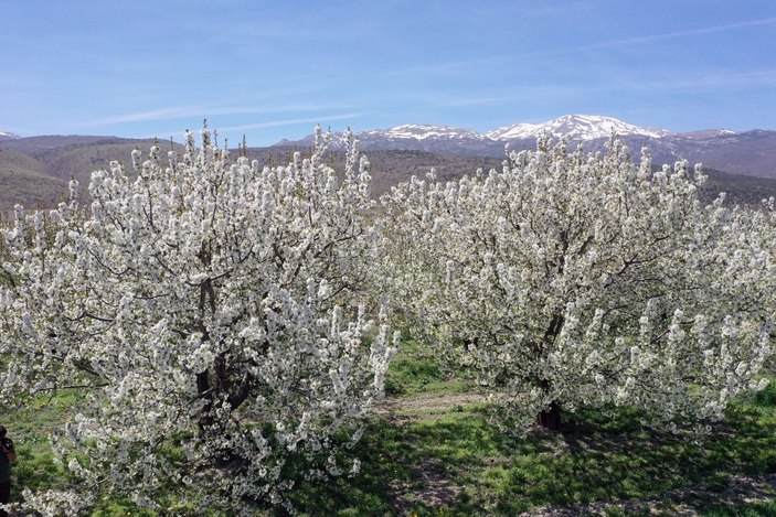 Akşehir kirazları beyaz gelinliğini giydi