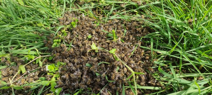 Bursa’da, yüzlerce arı telef oldu