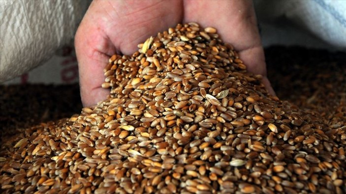 Hindistan: Daha fazla buğday arzına hazırız