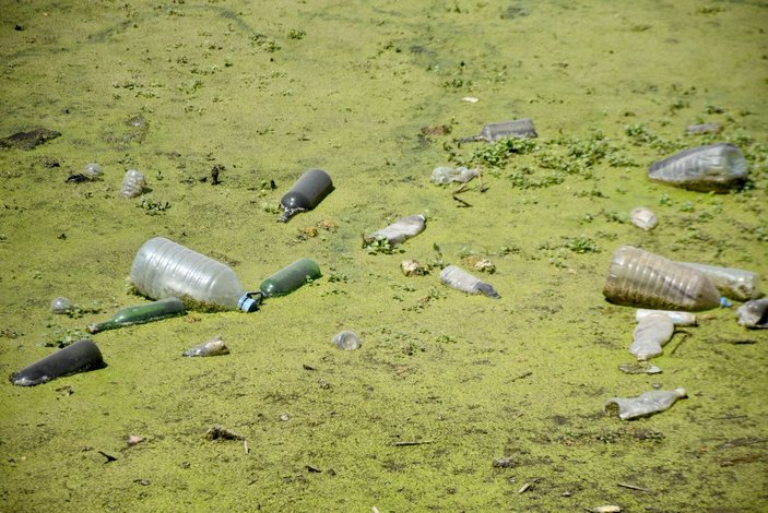Bayındır Deresi, kirlilik nedeniyle yeşil örtüyle kaplandı
