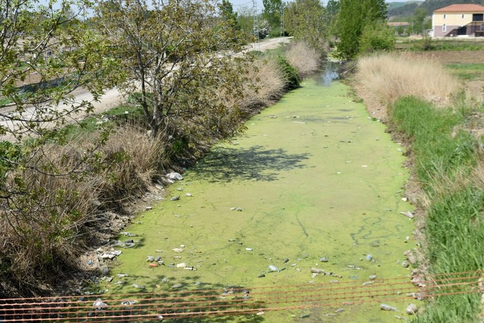 Bayındır Deresi, kirlilik nedeniyle yeşil örtüyle kaplandı