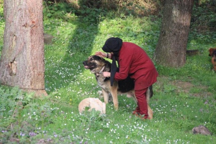 Kocaeli'de ormanlık alana atılan köpekler telef oldu