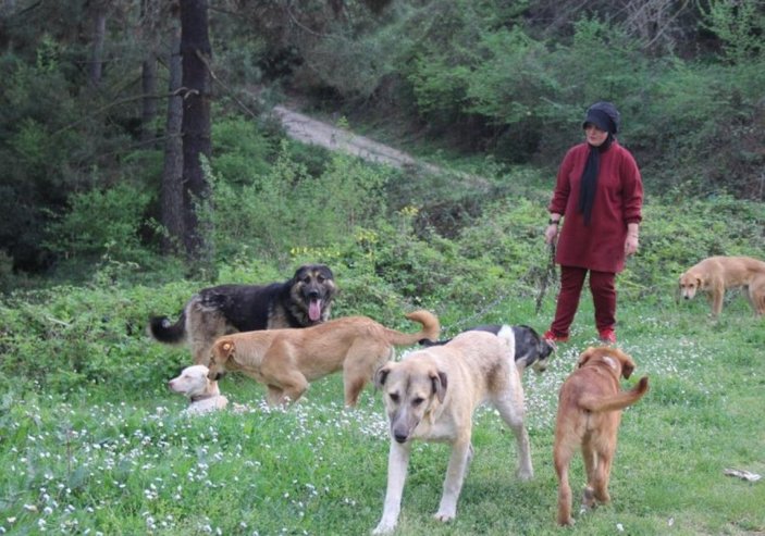 Kocaeli'de ormanlık alana atılan köpekler telef oldu