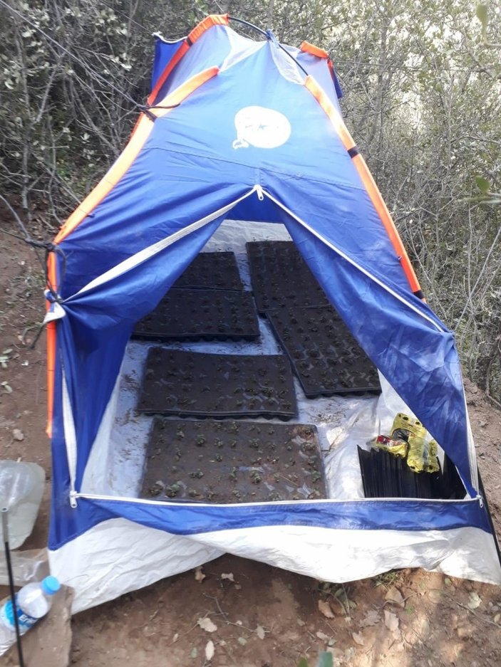 İzmir'de, kamp çadırının içinden binlerce kenevir çıktı