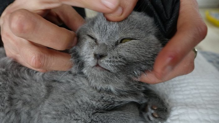 Trabzon'da kedi katiline indirimsiz hapis cezası