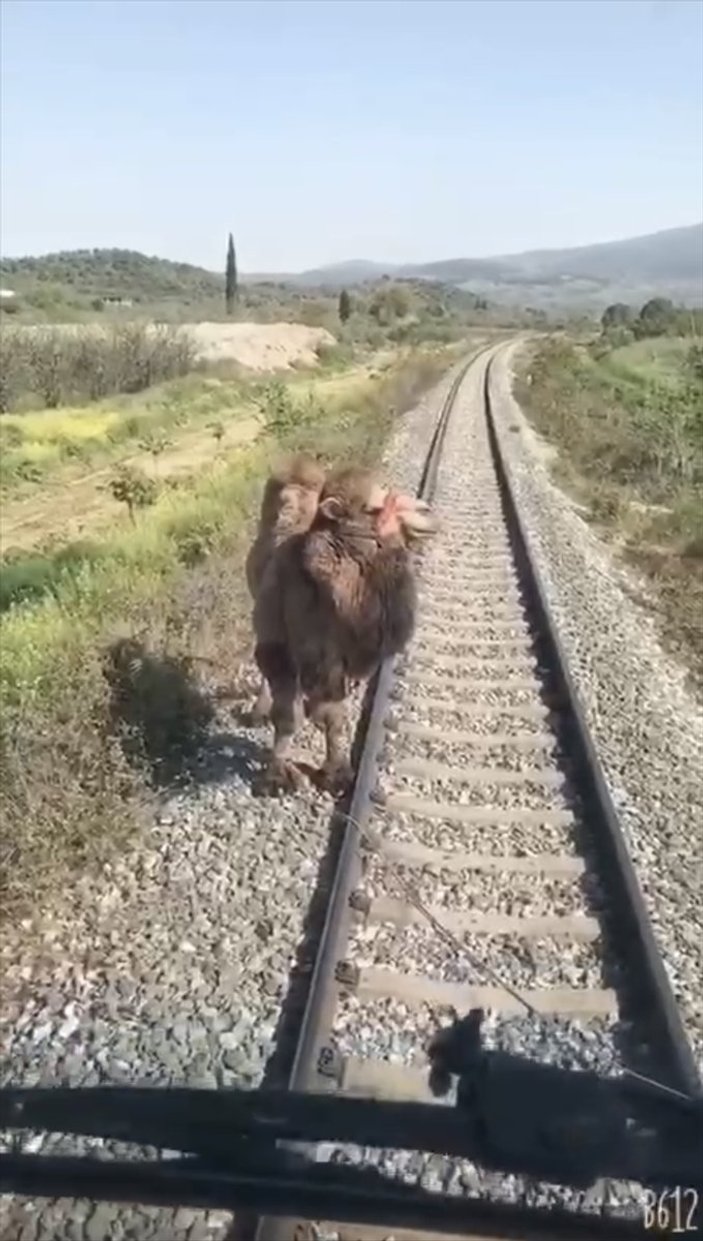 Aydın'da demiryoluna giren deve