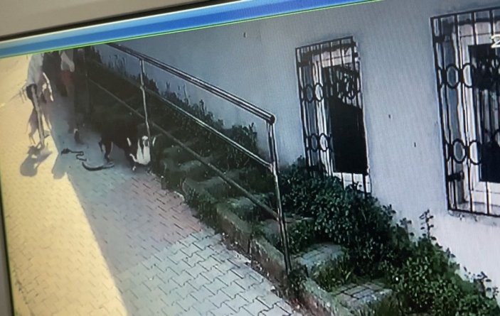 Kağıthane’de pitbull saldırısı kamerada