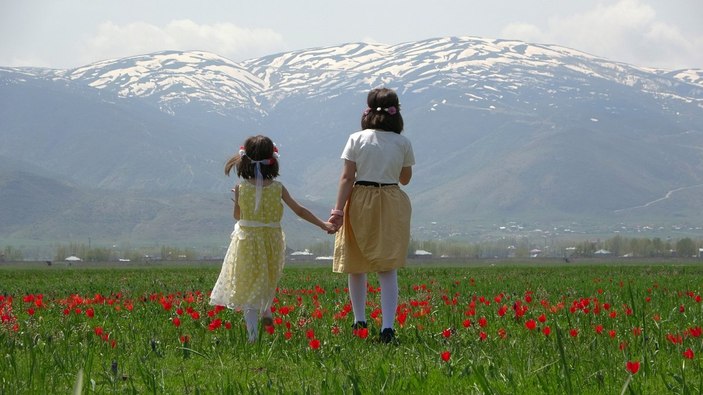 Muş Ovası'nı kırmızıya bürüyen lalelerden görüntüler