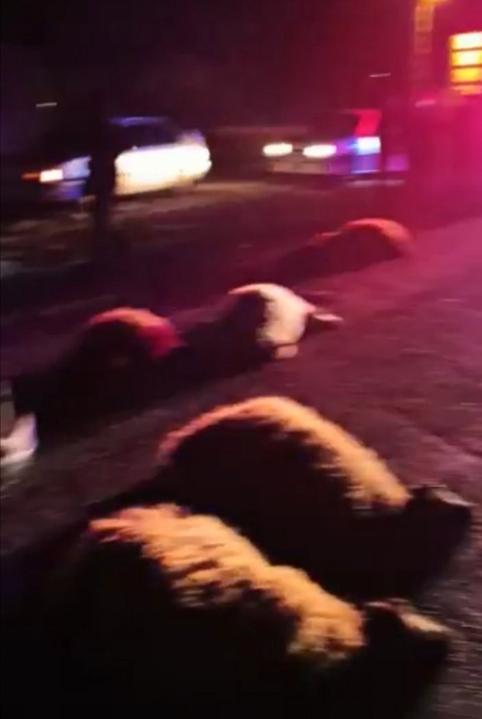 Elazığ'da otomobil sürücüsü 14 koyunu telef etti