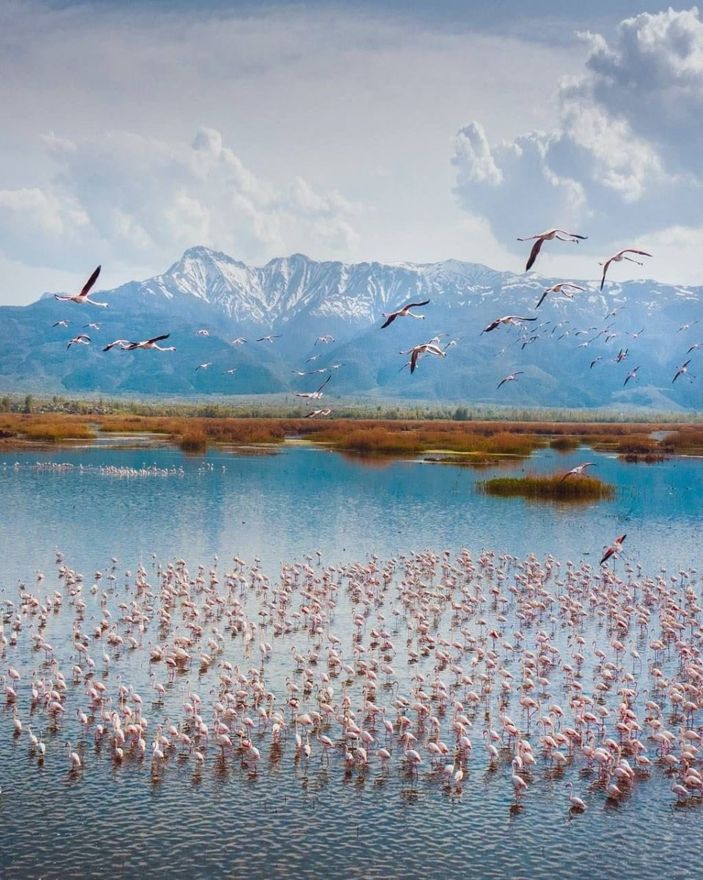 Afyonkarahisar'daki flamingolar, güzelliklerine hayran bıraktı