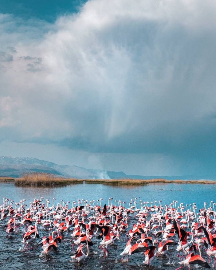 Afyonkarahisar'daki flamingolar, güzelliklerine hayran bıraktı