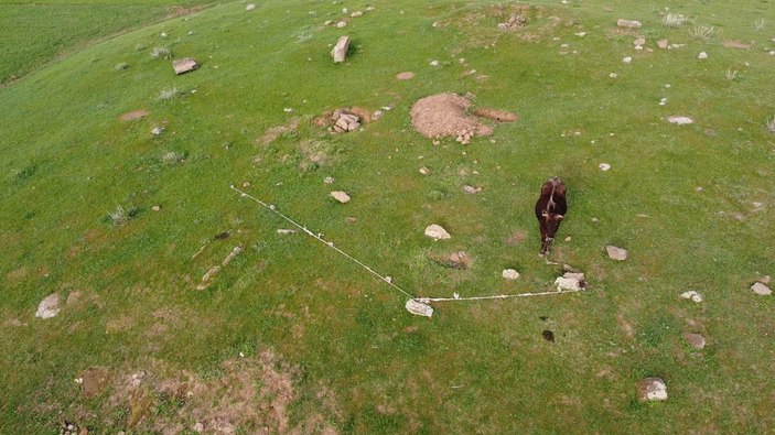 Bitlis'te mahsur kalan inek, drone sayesinde kurtarıldı