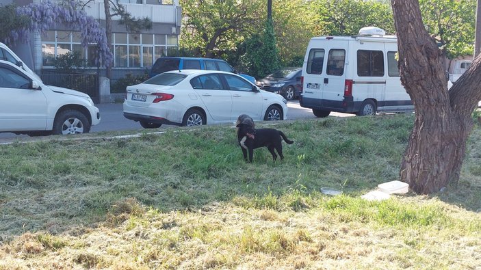 Küçükçekmece başıboş sokak köpekleri, yolda yürüyen adama saldırdı