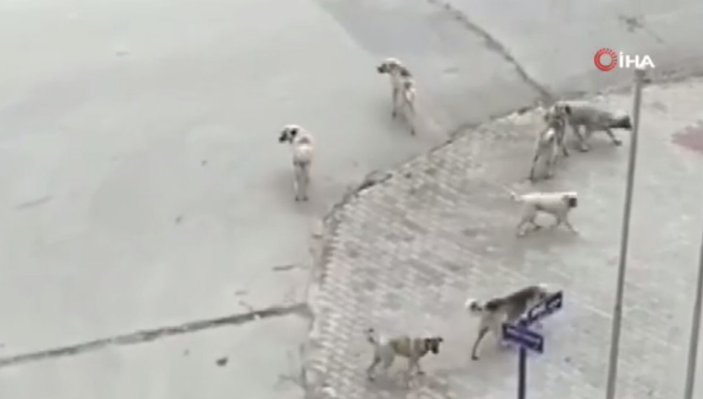 Ankara'da başıboş köpekler yolda yürüyen genç kıza saldırdı