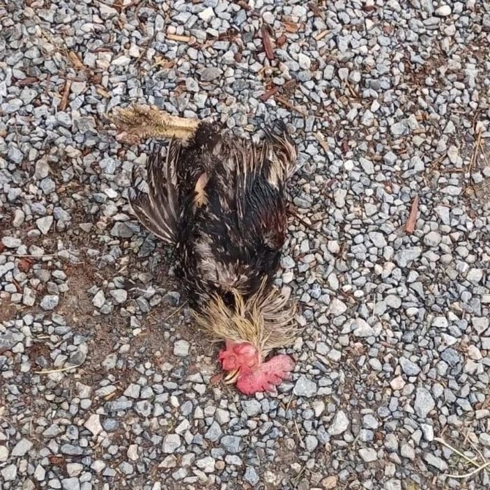 i Malatya'da sokak köpekleri onlarca kümes hayvanını telef etti