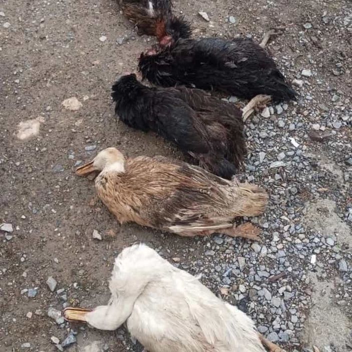 i Malatya'da sokak köpekleri onlarca kümes hayvanını telef etti