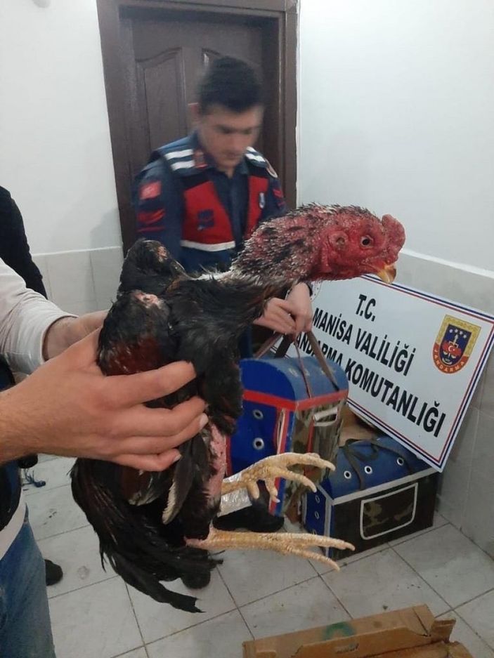 Manisa'da cinayetten aranan şahıs horoz dövüştürürken yakalandı