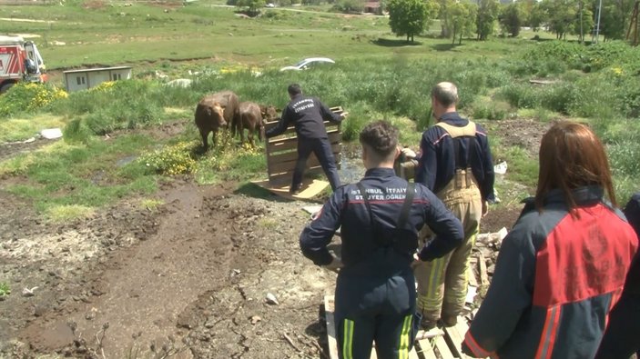 Arnavutköy'de otlamaya çıkıp bataklığa giren inekleri itfaiye kurtardı