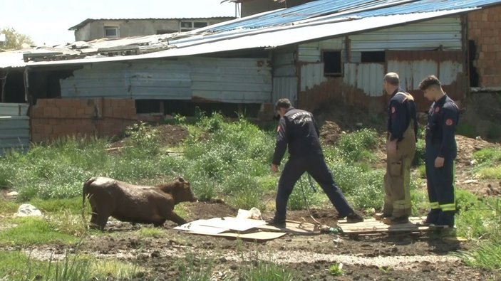Arnavutköy'de otlamaya çıkıp bataklığa giren inekleri itfaiye kurtardı