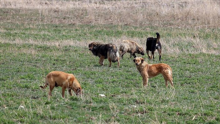 İngiltere, Türkiye'deki başıboş köpekler için uyarı yayınladı
