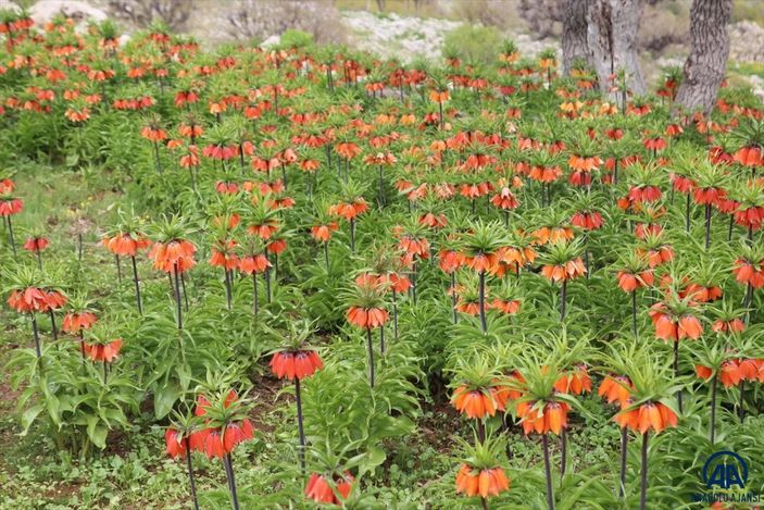 a Batman'da ters laleler baharın müjdecisi olarak görülüyor
