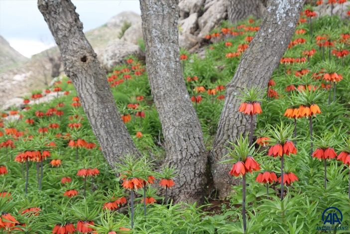 a Batman'da ters laleler baharın müjdecisi olarak görülüyor