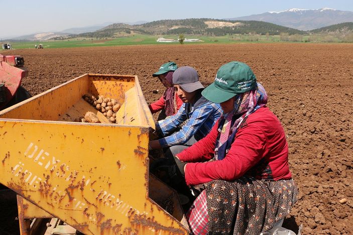 i Bolu'da patates ekimi devam ediyor