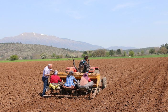 i Bolu'da patates ekimi devam ediyor