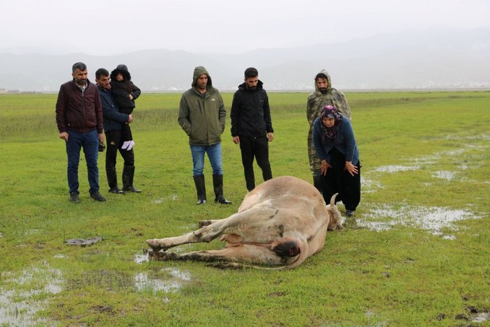 Hakkari'de 60 yaşındaki kadının geçim kaynağı ineği, otlarken öldü