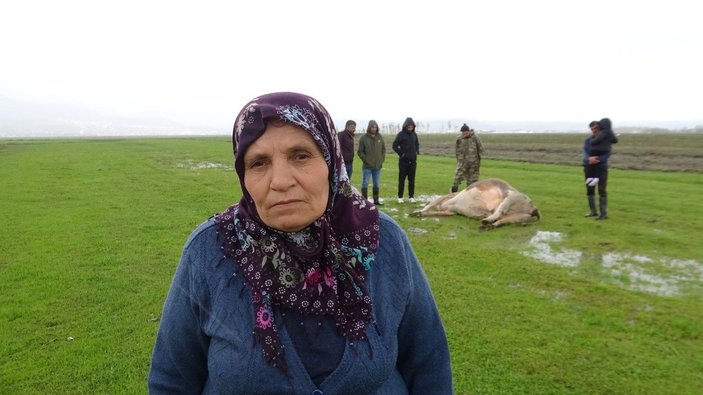 Hakkari'de 60 yaşındaki kadının geçim kaynağı ineği, otlarken öldü
