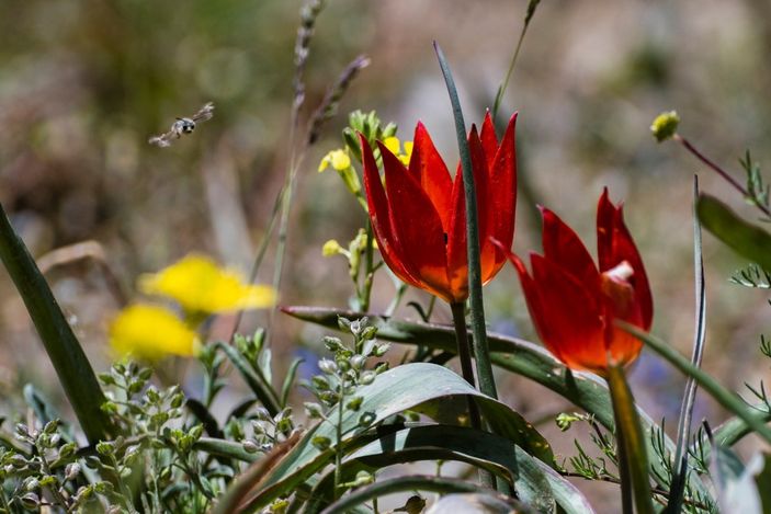 i Manisa lalesini koparana 109 bin 593 TL ceza