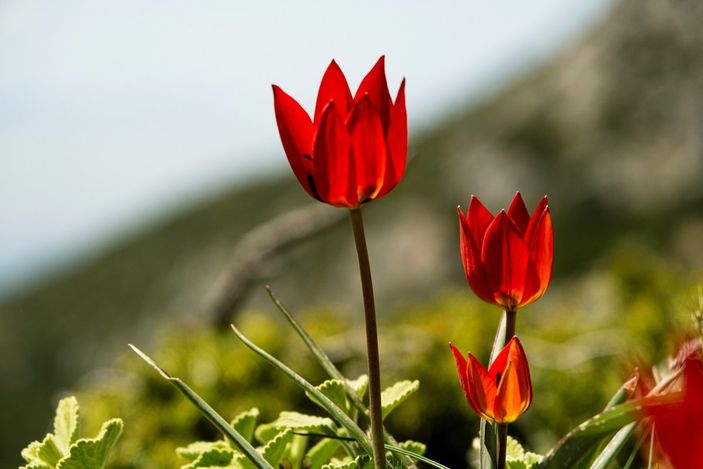 i Manisa lalesini koparana 109 bin 593 TL ceza