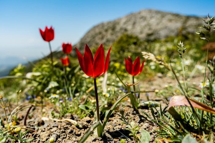 i Manisa lalesini koparana 109 bin 593 TL ceza