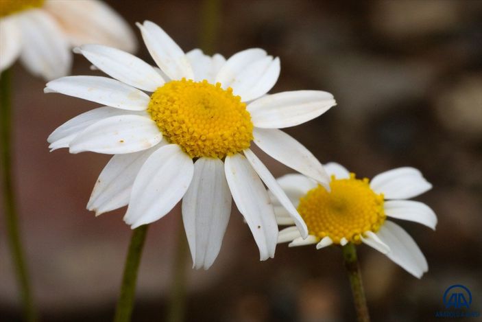 İğdır'da açan çiçekler baharı müjdeliyor