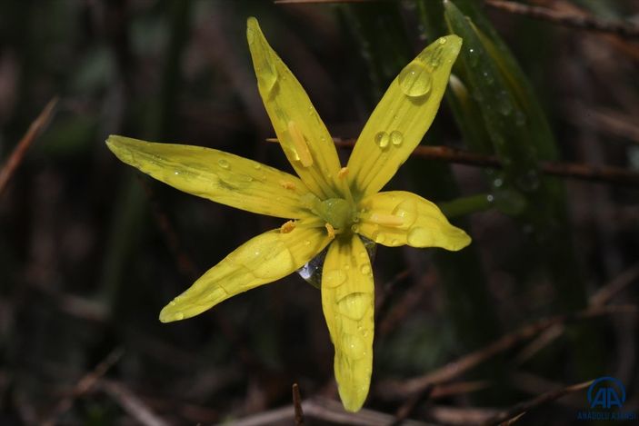 İğdır'da açan çiçekler baharı müjdeliyor