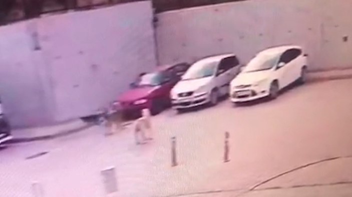 Kırıkkale'de sokak köpekleri otomobile zarar verdi