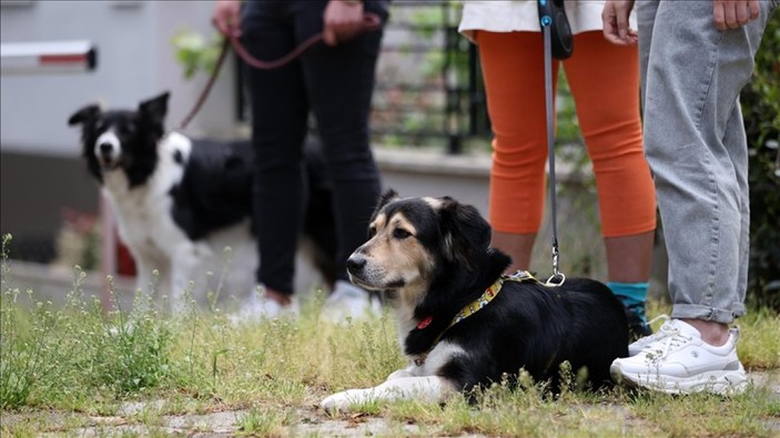 İstanbul'da köpek gezdirip kazanç sağlıyorlar