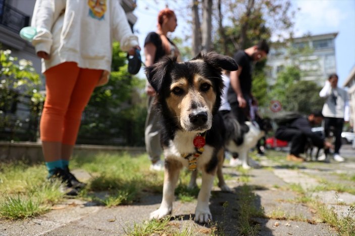 İstanbul'da köpek gezdirip kazanç sağlıyorlar