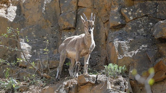 Munzur ve Pülümür vadilerinde yaban keçileri görüntülendi