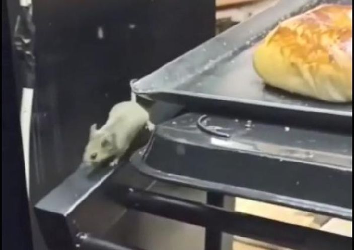 Kocaeli’de, kafe vitrinindeki fare kamerada