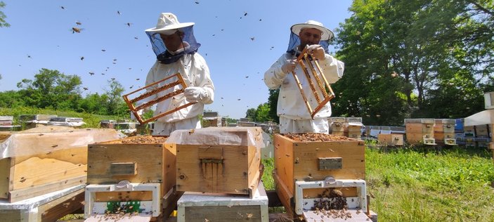 Kilosu 10 bin lira olan arı sütüne talep yoğun